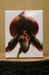 Dayna Decker Candle - Sierra